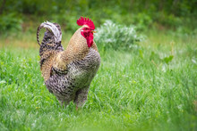 Single Or Alone Colorful Rooster Walking Through Farmyard On Lush Green Grass 