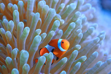 Clown Fish Coral Reef / Macro Underwater Scene, View Of Coral Fish, Underwater Diving