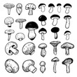Set of illustrations of mushrooms isolated on white background. Design elements for logo, label, sign, badge, poster.