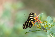 Zebra Longwing Butterfly, Heliconius Charitonius, In A Botanical Garden