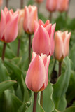 Fototapeta Tulipany - aprico emperor, tulipa forsteriana, salmon-colored tulips