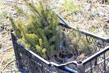 April month. seedlings in a dark box. nature restoration.