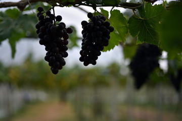 The fresh grapes on the farm are trees and fruit leaves from the vineyard near my house.	