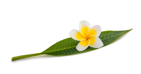 Canvas Print - Frangipani leaf with flower