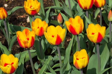 Tulips of the Andre Citroen  species.