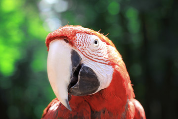 close up. head, macaw parrot on blurred background