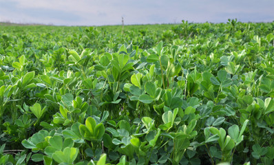 In the spring field young alfalfa grows