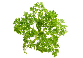 Poster - parsley isolated