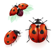 Ladybird Illustration. Set Of Three Ladybirds Isolated On White. Can Be Used In Different Ways Of Design, Appearance, Cover, Etc. Vector - Stock. 