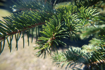 Branches of the spruce green macro photography as background for design.