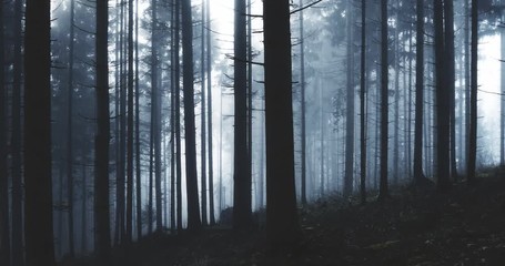 Wall Mural - Dark blue foggy conifer forest landscape. 