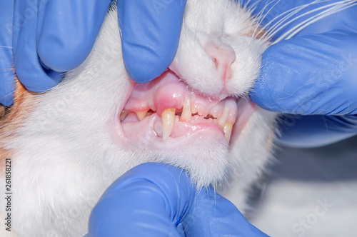 Professional veterinarian examining cat\'s teeth in clinic. The cat has diseased teeth (concept veterinary stomatology, pet care)