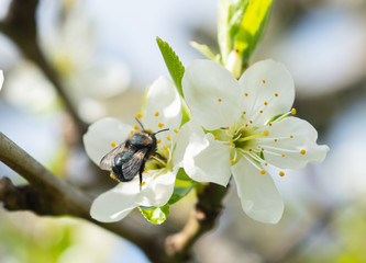 Wall Mural - Mason Bee (Osmia lignaria) pollinating a flower in a plum orchard