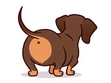 Fototapeta Dinusie - Cute dachshund dog vector cartoon illustration isolated on white. Simple  drawing of chocolate and tan wiener sausage puppy, rear view. Funny doxie butt, dog lovers, pets, animals theme.