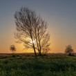 Tree with sunset view