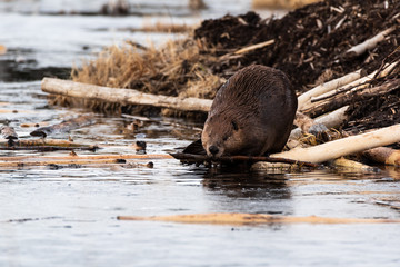 Wall Mural - a large beaver on the edge of the water chewing on popular branch