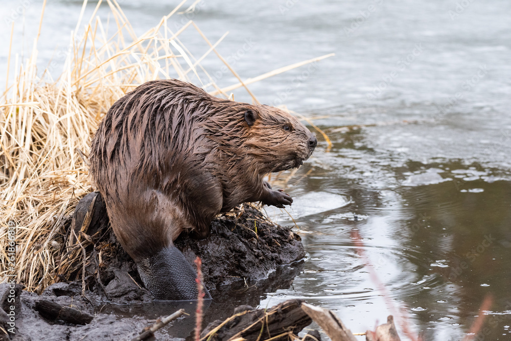 A young beaver on the edge of the dam - obrazy, fototapety, plakaty 