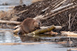 A female beaver looking up trying to smell