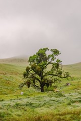 Wall Mural - A lone old oak tree in fog