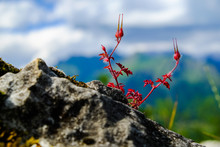 Red Flower On Background Of Blue Sky On The Rock