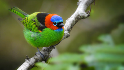 Wall Mural - Red-necked Tanager