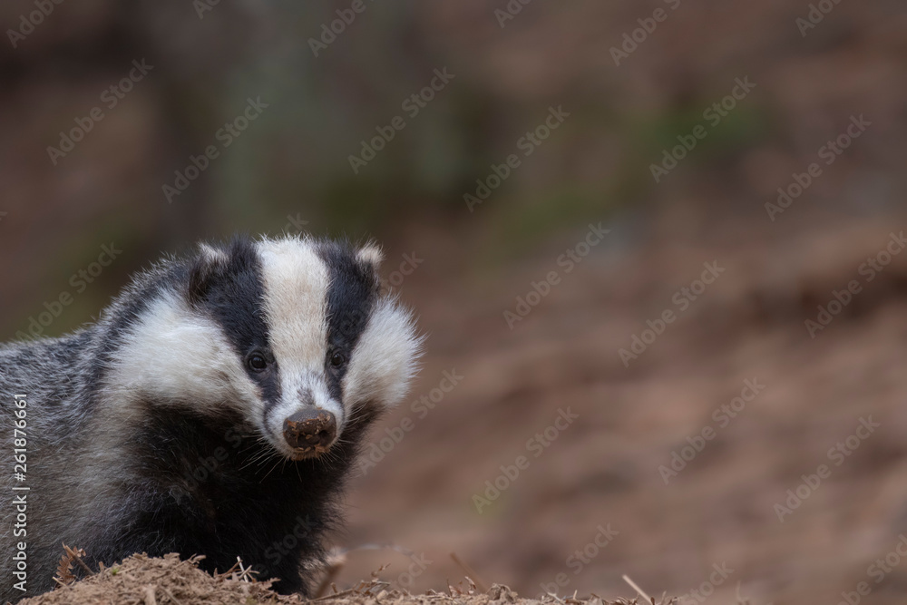 European badger, Meles meles, walking, eating close up at ground level during April in Scotland.