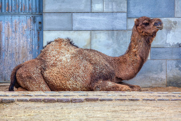 one-humped camel sitting on the ground 