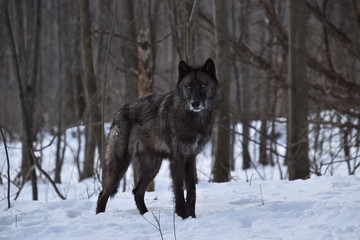 British Columbia Wolf in the snow