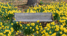 Front View Of A Bench Surrounded By Yellow Daffodils