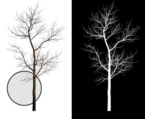 Wall Mural - single tree without leaf with clipping path and alpha channel