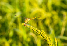 Macro Of Dragonfly(Crocothemis Servilia, Eastern Scarlet Darter, Greater Red Skimmer)  On Green Rice Field