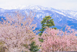 Fototapeta Na ścianę - Cherry blossom trees or sakura  along the bank of Funakawa River in the town of Asahi , Toyama Prefecture  Japan.