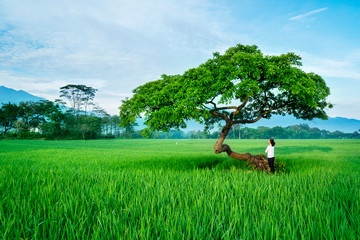 Wall Mural - Asian woman looking a tree in the paddy field