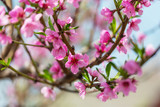 Fototapeta Tulipany - Blossom tree