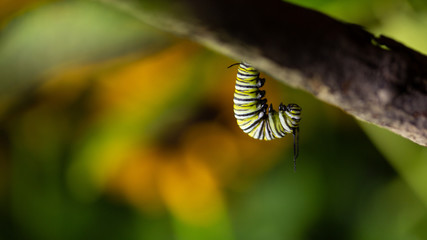 Monarch  Caterpilar Hanging