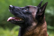 Belgian malinois in green forest