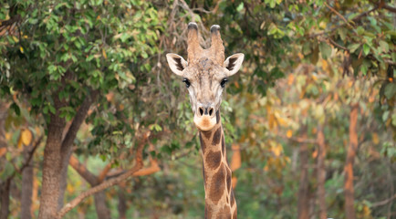 Wall Mural - close up of a giraffe head