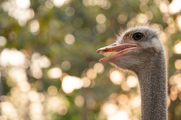 Wall Mural - ostrich head close up