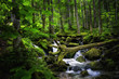 Forest with River in the Bavarian Mountains