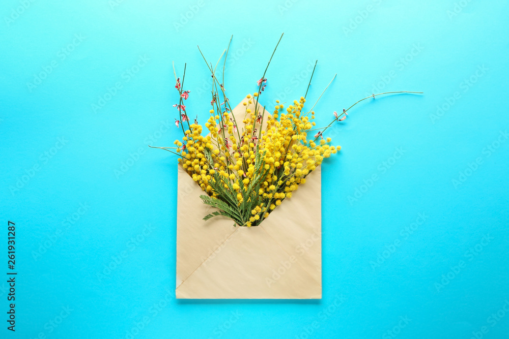 Envelope with beautiful mimosa flowers on color background