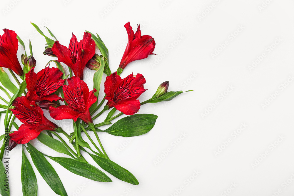 Beautiful flowers on white background