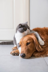 Wall Mural - British short-haired cat holds golden Retriever dog