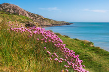 Delicate Pink Sea Thrift, Armeria Maritima, Growing On The Irish East Coast In A Beautiful Landscape Of Green Grass, Rocky Cliffs And Turquoise Water. Summer In Sutton, County Dublin, Ireland.