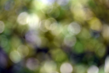 abstract green natural background, the leaves of magnolia is not in focus