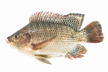 Nile tilapia fish isolated on white background, fish meat.