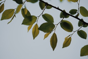 green tree leaves in springtime