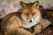 Red fox in the forest