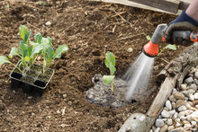 Gardener Watering Freshly Planted Seedlings In Garden Bed For Growth Boost With Shower Watering Gun.