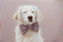 PORTRAIT ELEGANT DOG CELEBRATING A BIRTHDAY, CARNIVAL OR ANNIVERSARY WEARING VINTAGE CHECKERED BOW TIE WITH CLOSED  EYES. ISOLATED ON PASTEL PINK  BACKGROUND.