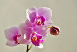 Fototapeta Storczyk - orchid flower